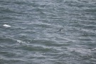Missing Picture